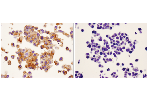 Immunohistochemistry Image 6: SIRPα/SHPS1 (D6I3M) Rabbit mAb (BSA and Azide Free)