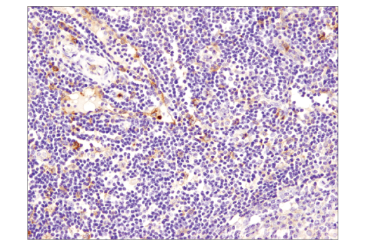 Immunohistochemistry Image 5: SIRPα/SHPS1 (D6I3M) Rabbit mAb (BSA and Azide Free)
