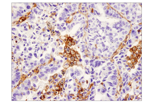 Immunohistochemistry Image 4: SIRPα/SHPS1 (D6I3M) Rabbit mAb (BSA and Azide Free)