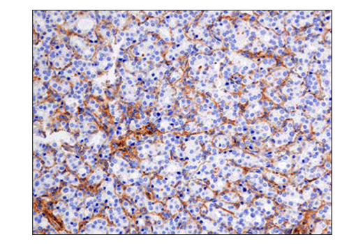 Immunohistochemistry Image 1: SIRPα/SHPS1 (D6I3M) Rabbit mAb (BSA and Azide Free)