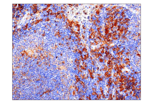 Immunohistochemistry Image 2: SIRPα/SHPS1 (D6I3M) Rabbit mAb (BSA and Azide Free)