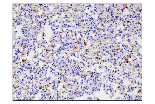 Immunohistochemistry Image 3: SIRPα/SHPS1 (D6I3M) Rabbit mAb (BSA and Azide Free)