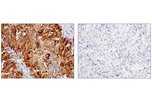 Immunohistochemistry Image 3: Phospho-Glycogen Synthase (Ser641) (D4H1B) XP® Rabbit mAb