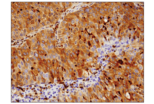 Immunohistochemistry Image 4: Phospho-Glycogen Synthase (Ser641) (D4H1B) XP® Rabbit mAb