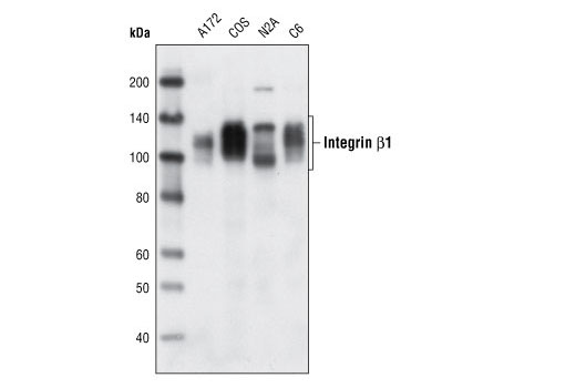 Western Blotting Image 1: Integrin β1 Antibody