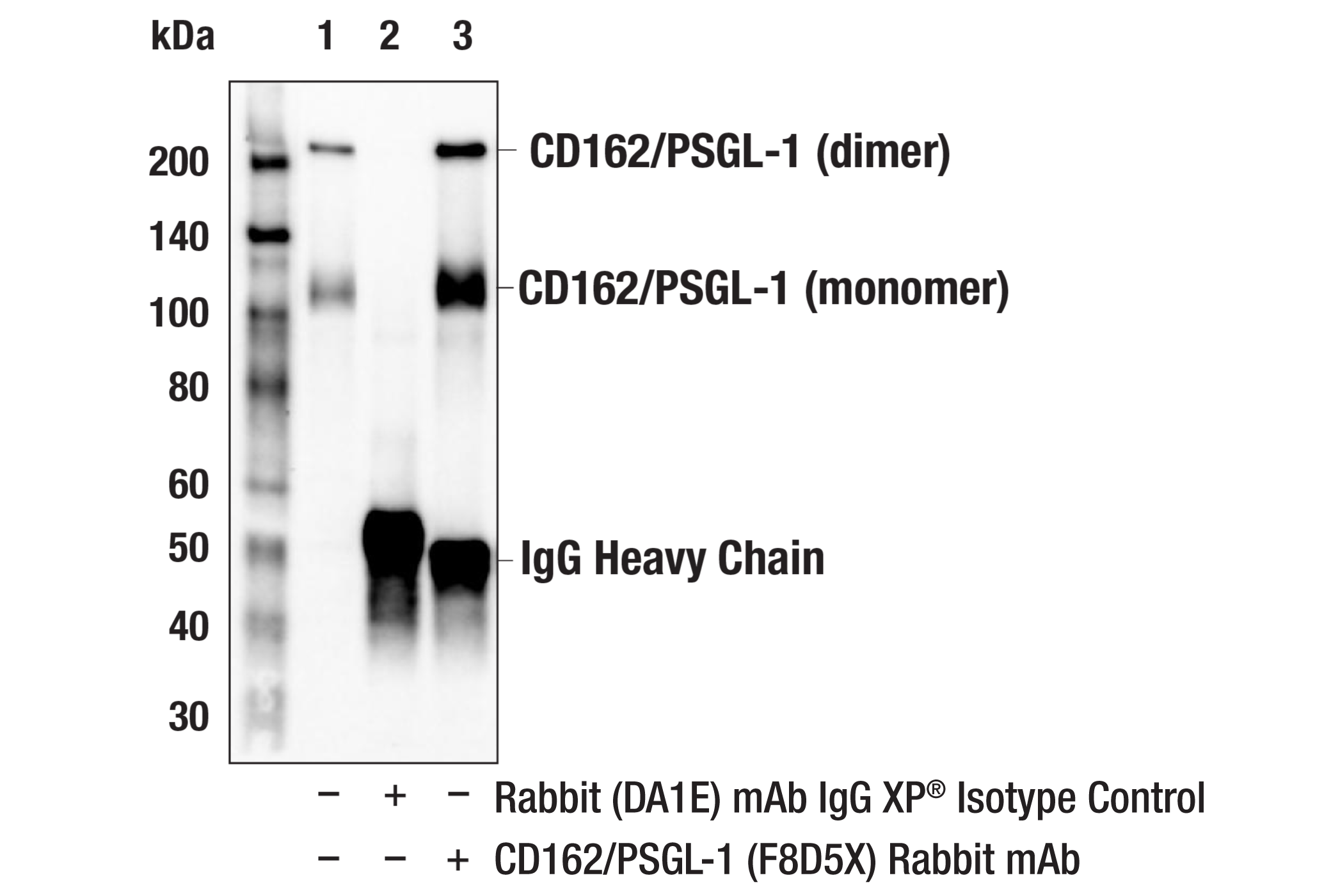 Immunoprecipitation Image 1: CD162/PSGL-1 (F8D5X) Rabbit mAb