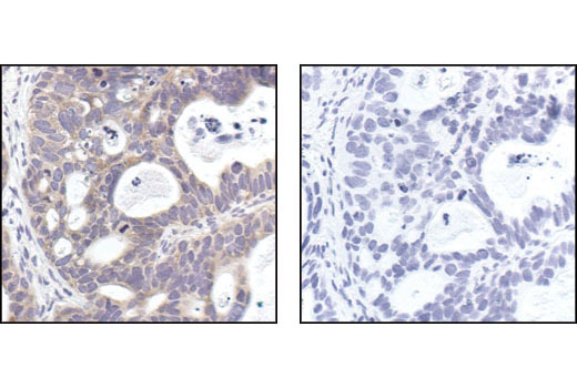 Immunohistochemistry Image 2: mTOR (7C10) Rabbit mAb (BSA and Azide Free)