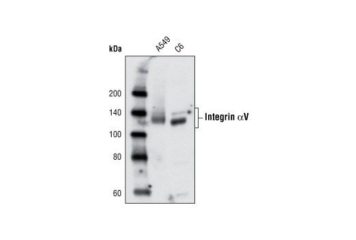 Western Blotting Image 1: Integrin αV Antibody