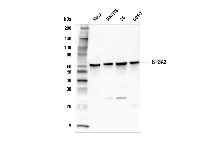 Western Blotting Image 1: SF3A3 Antibody