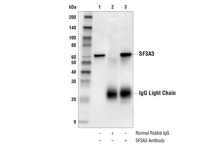 Immunoprecipitation Image 1: SF3A3 Antibody