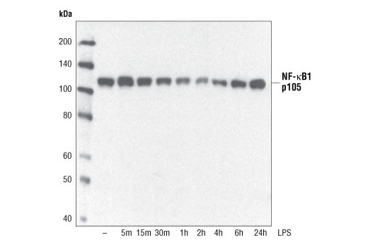 Western Blotting Image 1: NF-κB1 p105 Antibody