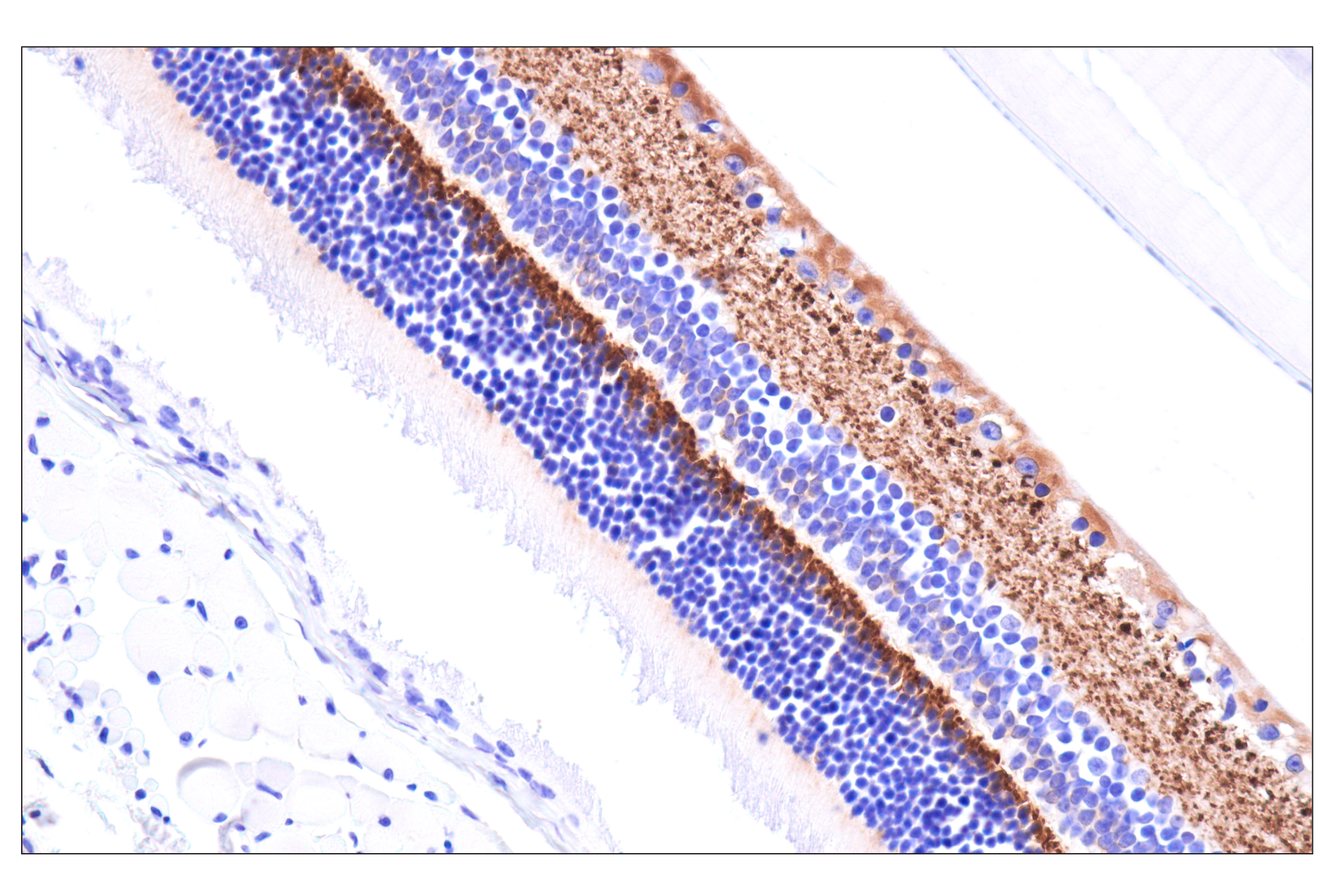 Immunohistochemistry Image 3: VGLUT1 (E8L5B) Rabbit mAb