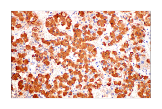 Immunohistochemistry Image 1: POMC (AH26) Mouse mAb