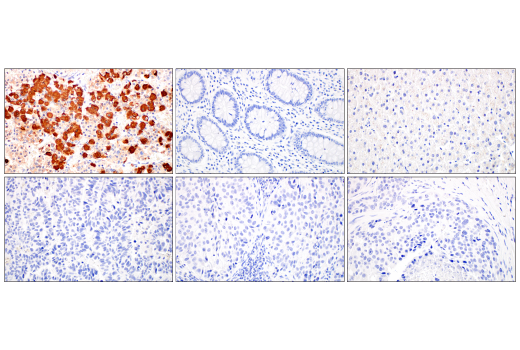 Immunohistochemistry Image 2: POMC (AH26) Mouse mAb