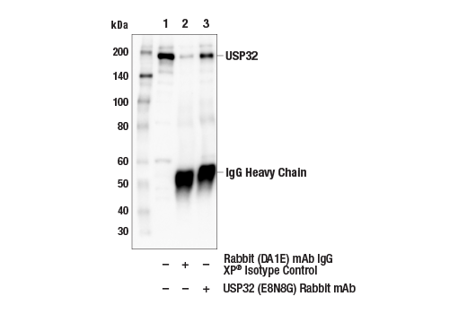 Immunoprecipitation Image 1: USP32 (E8N8G) Rabbit mAb