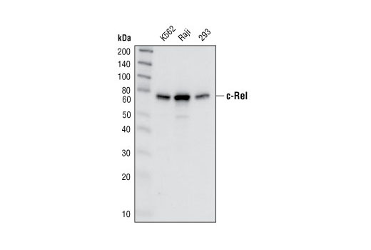 Western Blotting Image 1: c-Rel Antibody