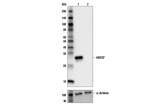 Western Blotting Image 1: HSP27 (G31) Mouse mAb (BSA and Azide Free)