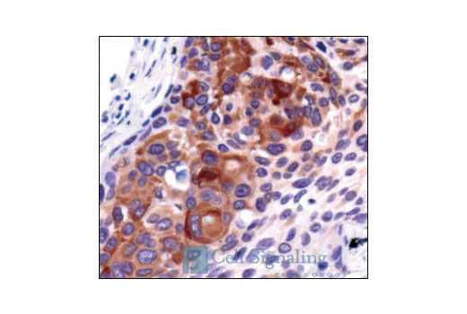 Immunohistochemistry Image 1: HSP27 (G31) Mouse mAb (BSA and Azide Free)