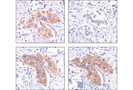 Immunohistochemistry Image 2: HSP27 (G31) Mouse mAb (BSA and Azide Free)