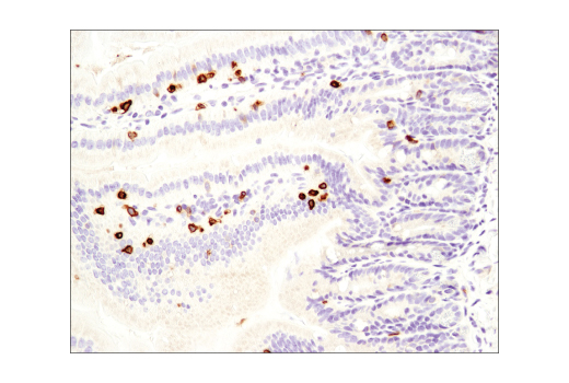 Immunohistochemistry Image 3: CD3ε (D4V8L) Rabbit mAb (BSA and Azide Free)