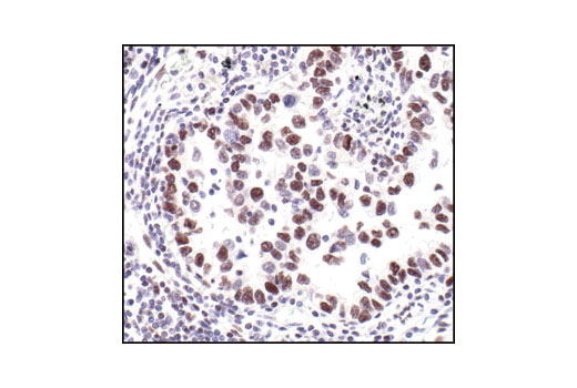 Immunohistochemistry Image 2: Phospho-Rpb1 CTD (Ser2/5) Antibody