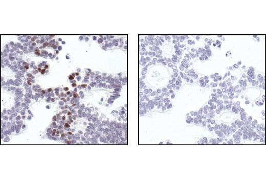 Immunohistochemistry Image 3: Phospho-Rpb1 CTD (Ser2/5) Antibody