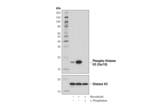 Western Blotting Image 1: Phospho-Histone H3 (Ser10) (D7N8E) XP® Rabbit mAb (BSA and Azide Free)