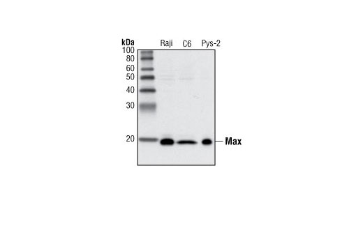 Western Blotting Image 1: Max (S20) Antibody