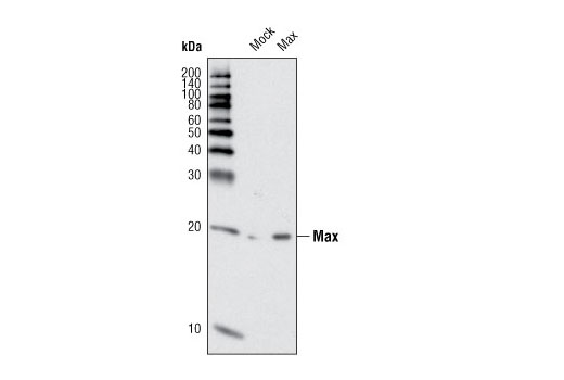 Western Blotting Image 2: Max (S20) Antibody