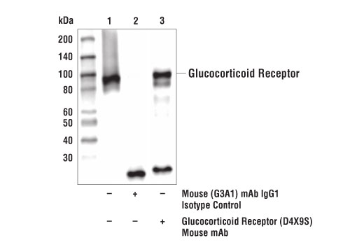 Immunoprecipitation Image 1: Glucocorticoid Receptor (D4X9S) Mouse mAb