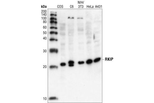 Western Blotting Image 1: RKIP Antibody