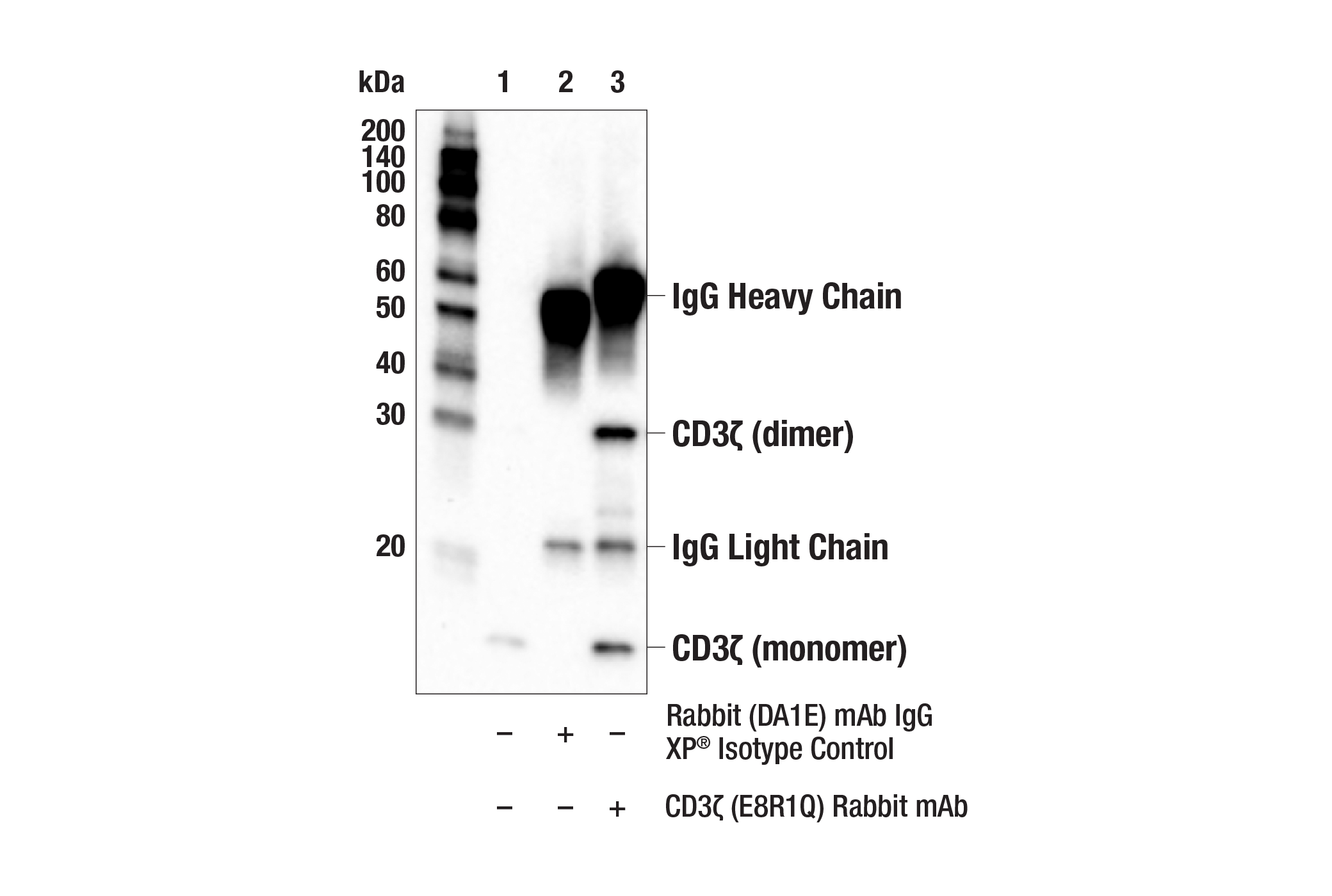 Immunoprecipitation Image 1: CD3ζ (E8R1Q) Rabbit mAb