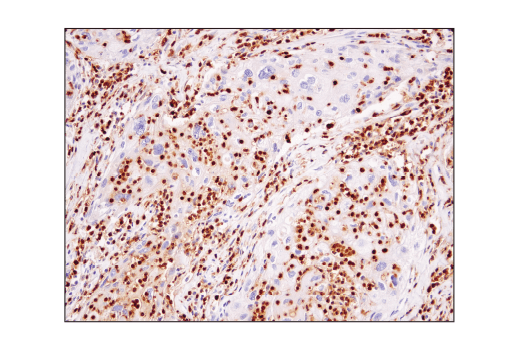 Immunohistochemistry Image 2: CD15/SSEA1 (MC480) Mouse mAb