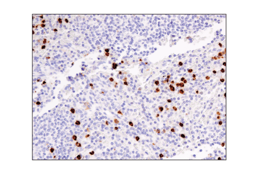 Immunohistochemistry Image 3: CD15/SSEA1 (MC480) Mouse mAb