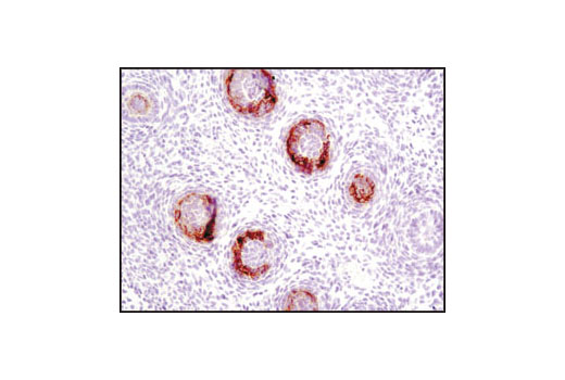 Immunohistochemistry Image 4: CD15/SSEA1 (MC480) Mouse mAb