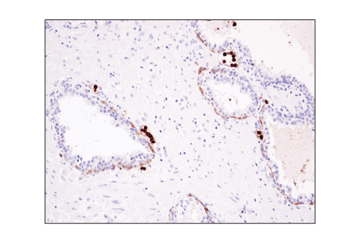 Immunohistochemistry Image 5: CD15/SSEA1 (MC480) Mouse mAb