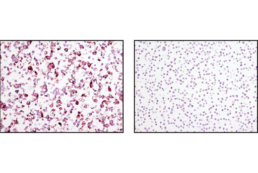 Immunohistochemistry Image 1: TRA-1-81 (TRA-1-81) Mouse mAb