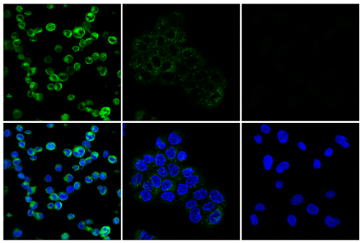 Immunofluorescence Image 1: FGL1 (E8V9Q) Rabbit mAb