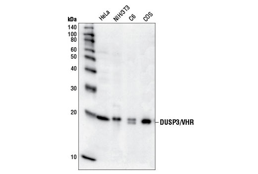 Western Blotting Image 1: DUSP3/VHR Antibody
