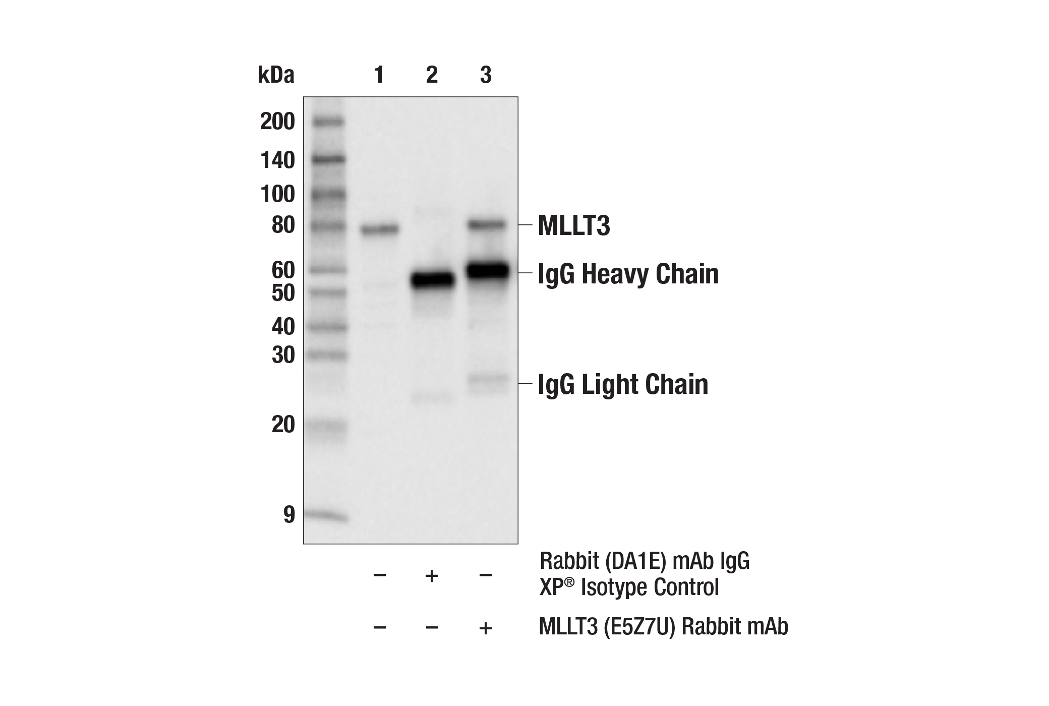 Immunoprecipitation Image 1: MLLT3 (E5Z7U) Rabbit mAb