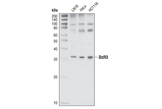 Western Blotting Image 1: DcR3 Antibody