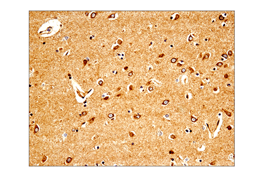 Immunohistochemistry Image 2: APP (E8B3O) XP® Rabbit mAb (BSA and Azide Free)