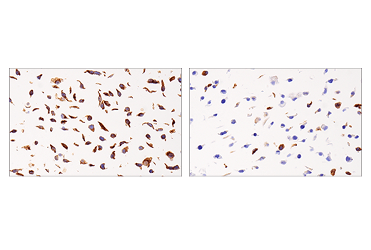 Immunohistochemistry Image 3: APP (E8B3O) XP® Rabbit mAb (BSA and Azide Free)