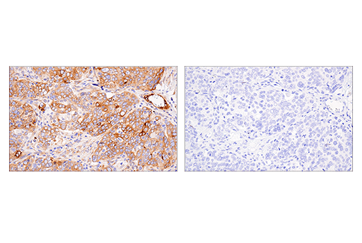 Immunohistochemistry Image 4: APP (E8B3O) XP® Rabbit mAb (BSA and Azide Free)