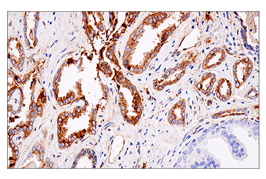 Immunohistochemistry Image 6: APP (E8B3O) XP® Rabbit mAb (BSA and Azide Free)