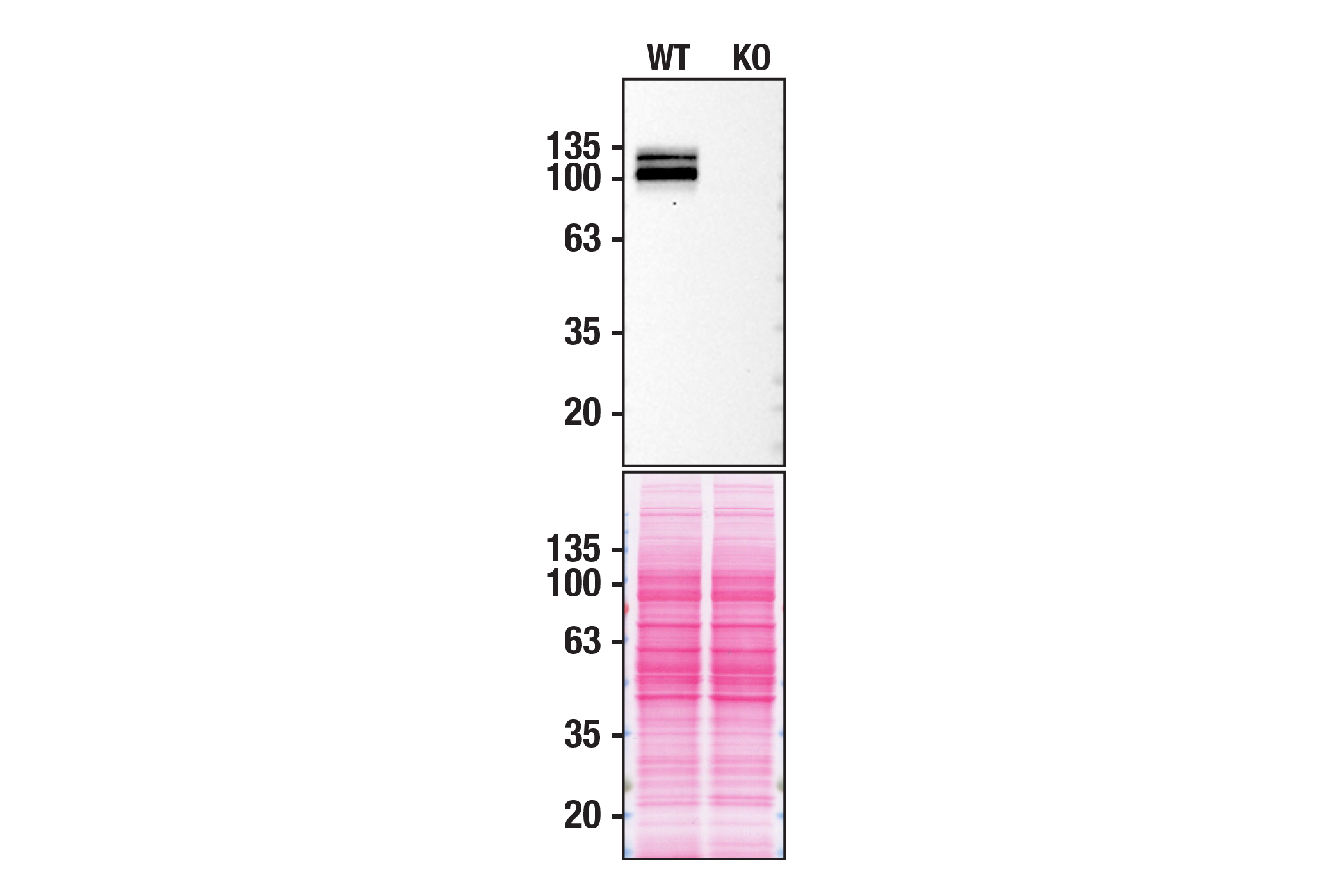 Western Blotting Image 2: APP (E8B3O) XP® Rabbit mAb (BSA and Azide Free)