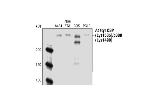 Western Blotting Image 1: Acetyl-CBP (Lys1535)/p300 (Lys1499) Antibody