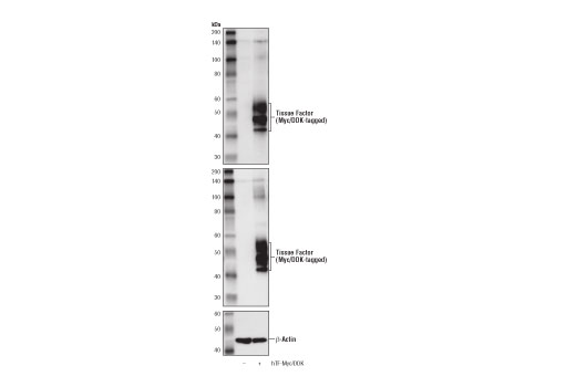 Western Blotting Image 2: Tissue Factor/CD142 Antibody
