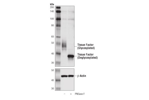Western Blotting Image 4: Tissue Factor/CD142 Antibody