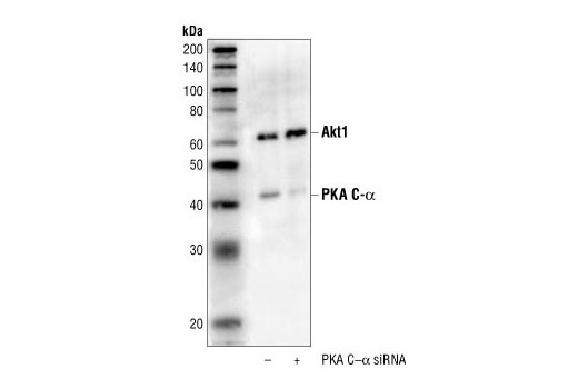 Western Blotting Image 2: PKA C-α Antibody